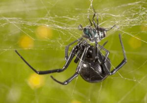 do female black widow spiders kill and eat their mates after sex