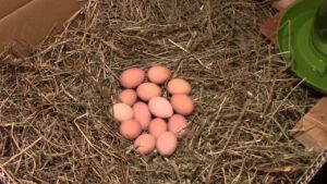 do hens sit on eggs