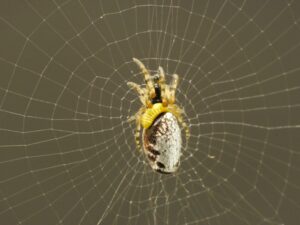 do tarantulas spin webs to catch its prey