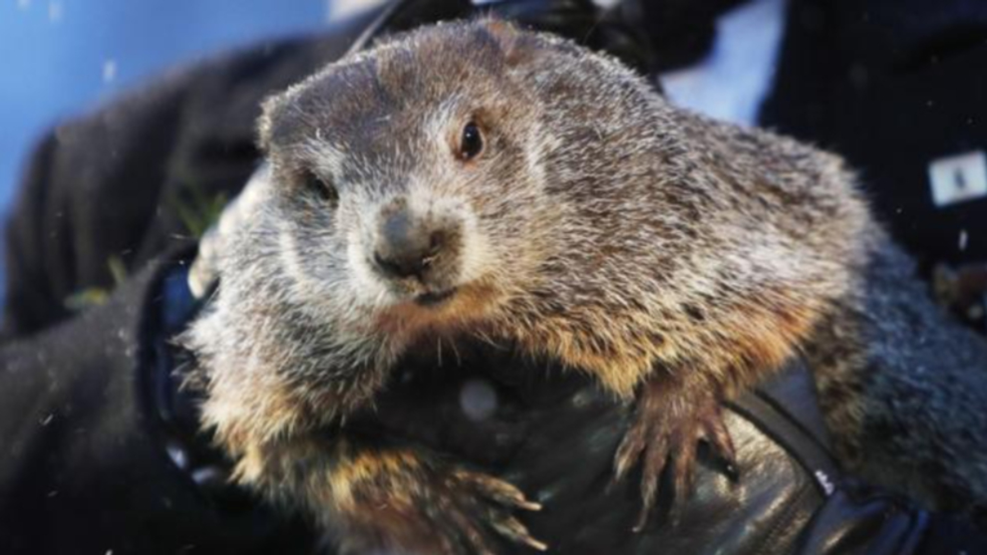 how accurate are groundhogs at predicting the weather