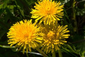 how did the dandelion get its name