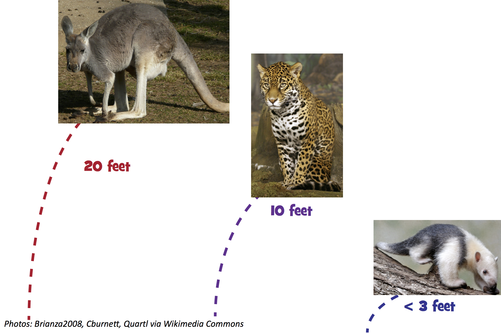 how far can a kangaroo jump
