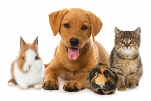 how many dogs and cats are there in the united states