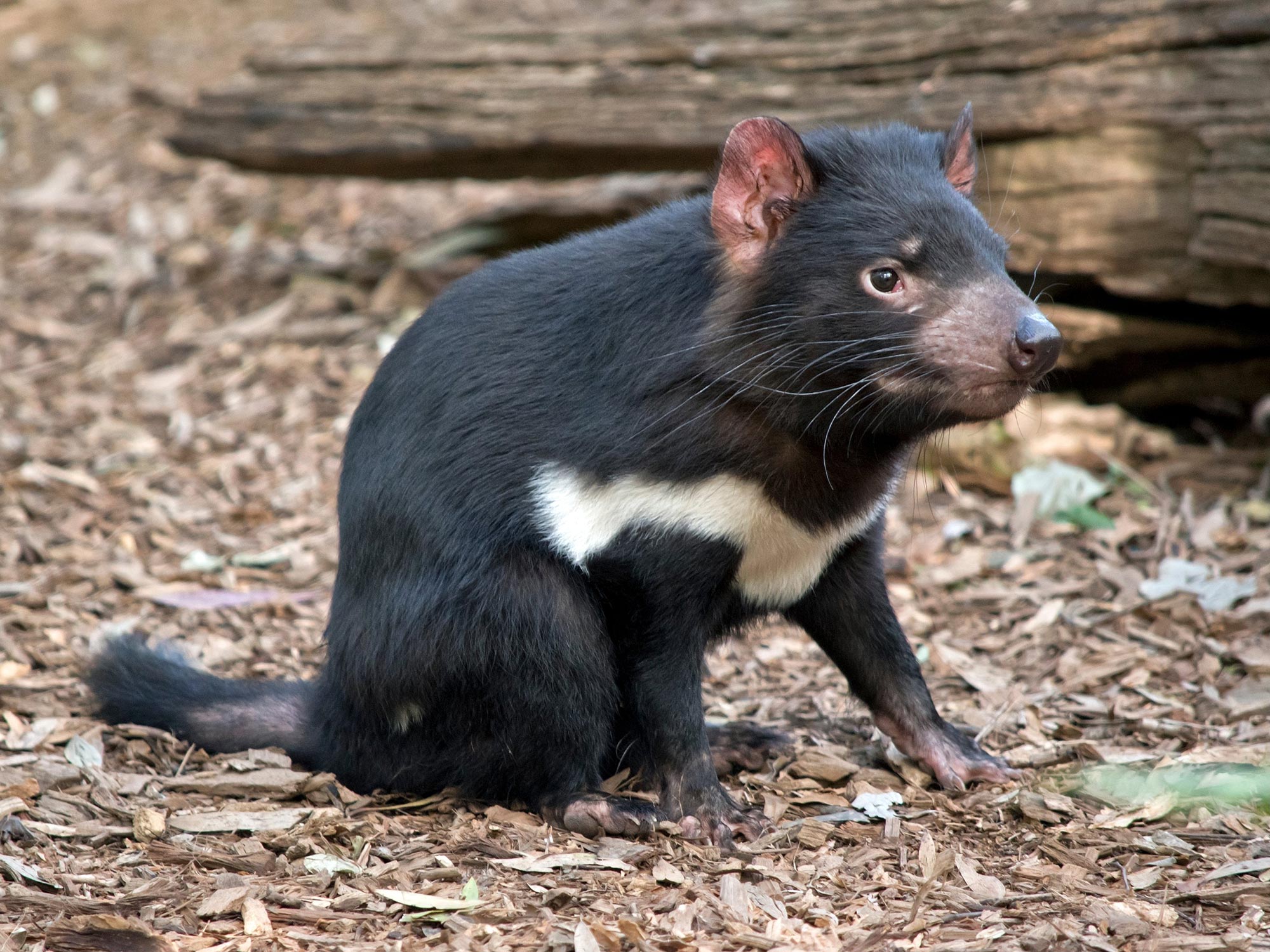 what exactly is a tasmanian devil