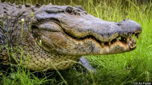 what is the difference between a crocodile and an alligator