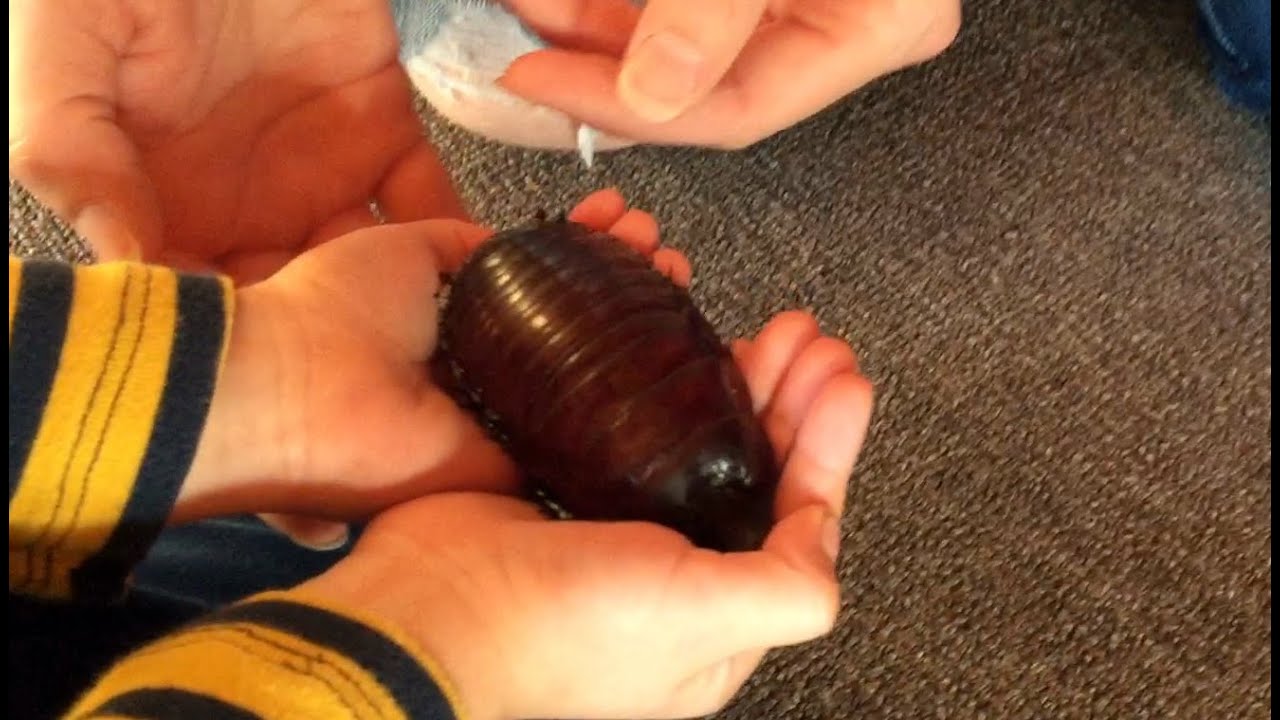 what is the largest cockroach on record