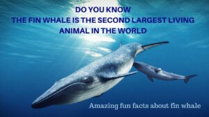 what is the largest living animal