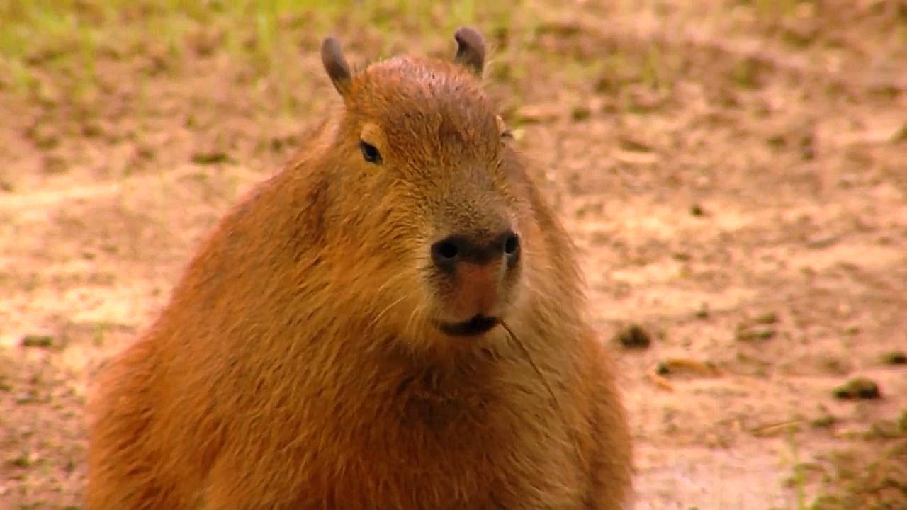 what is the largest rodent in the world