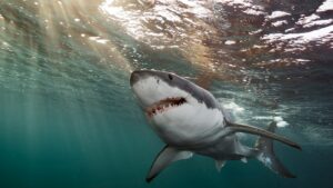 what is the largest shark attack ever recorded