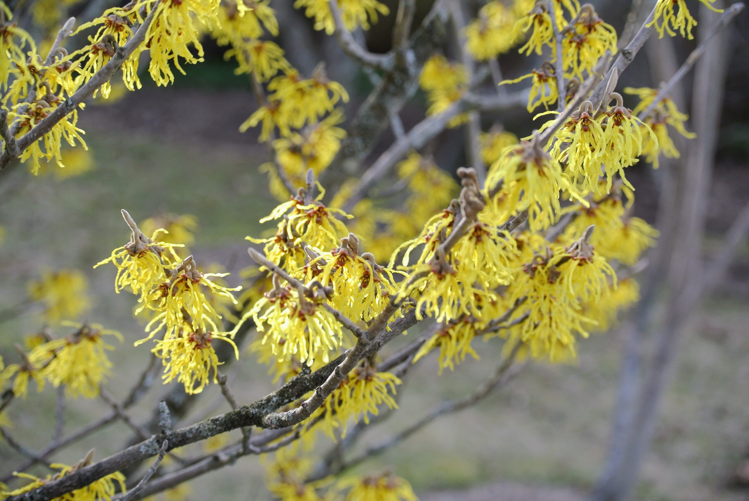 what is the origin of the term witch hazel