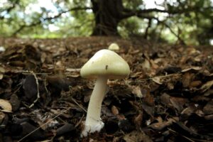 what is the worlds deadliest mushroom
