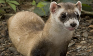 what kind of cat is a polecat
