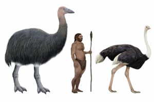 when did the dodo become extinct