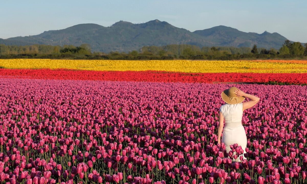 when is the tulip festival held in holland michigan