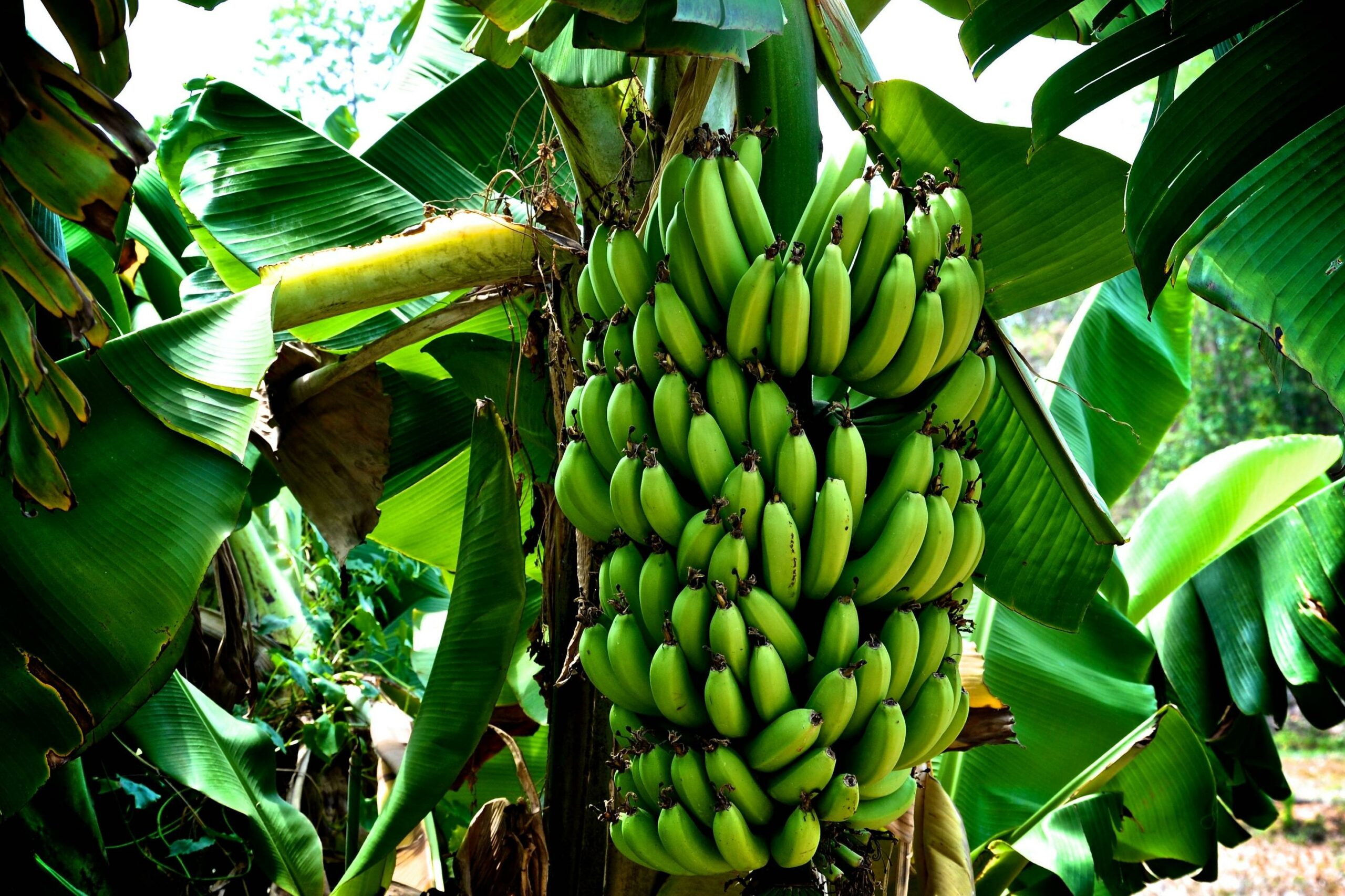 where did bananas originate